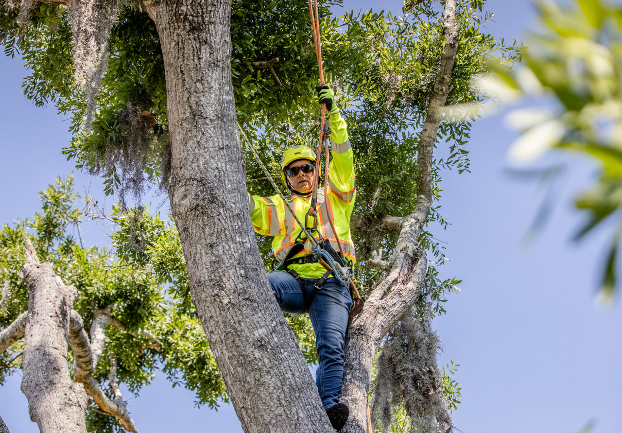 Slc Tree Protection TREES, LLC Built on Trust, Growing for the Future | Vegetation ...